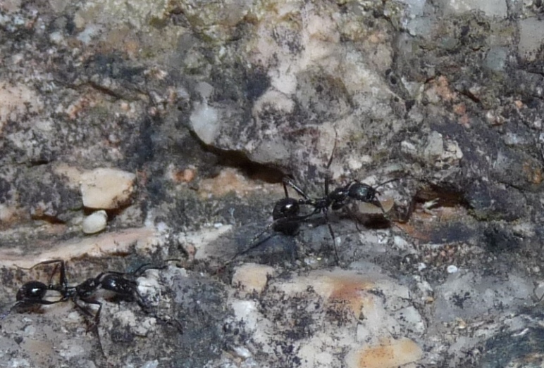 Strano comportamento Aphaenogaster